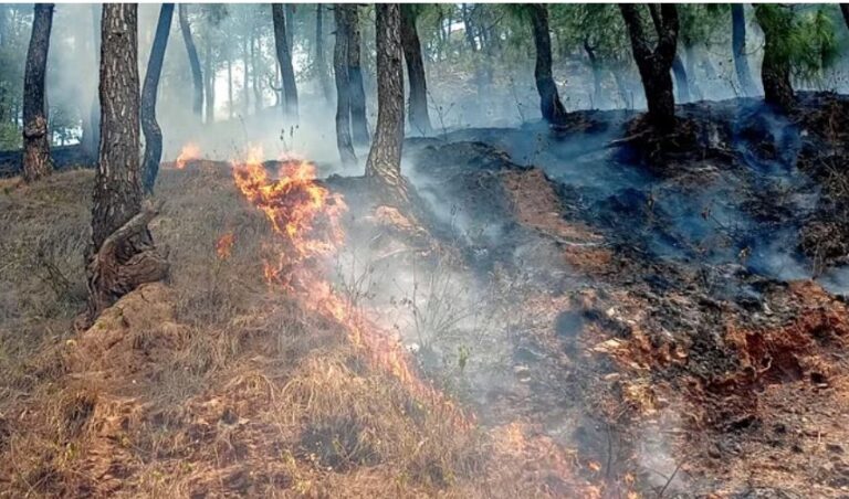 सुलग रहे पहाड़, रोकथाम के लिए झाप पर निर्भर वन विभाग, जिम्मेदारी तय नहीं