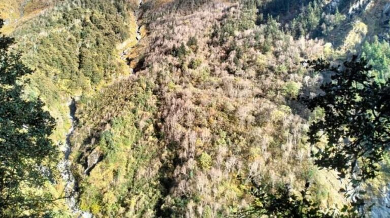 दो हजार हरे पेड़ काटने की तैयारी…विभाग को प्रस्ताव तक नहीं मिला, लगा दिए लाल निशान