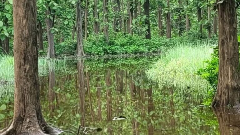 शांत उत्तराखंड में वन माफिया को कौन दे रहा पनाह, अब इस वजह से उठ रहे सवाल