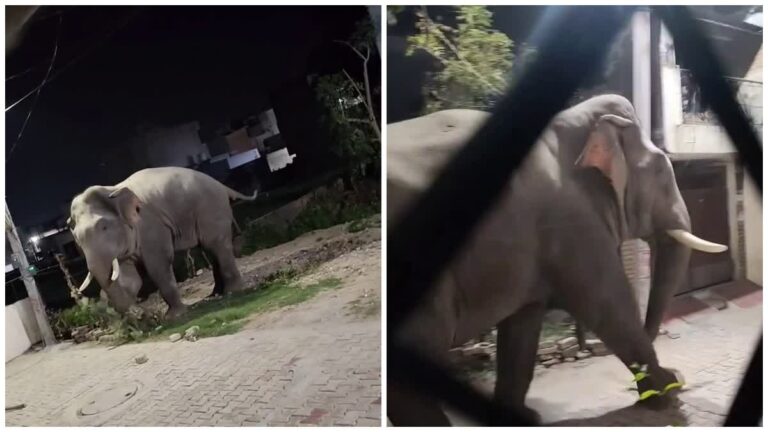 हरिद्वार में आबादी में घुसे हाथी ने मचाया उत्पात, घर के आंगन में खड़ी स्कूटी में की तोड़फोड़